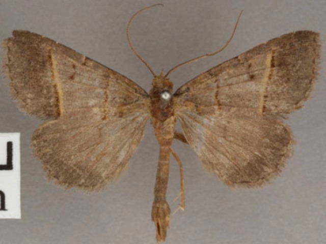 Plecoptera flavilinea